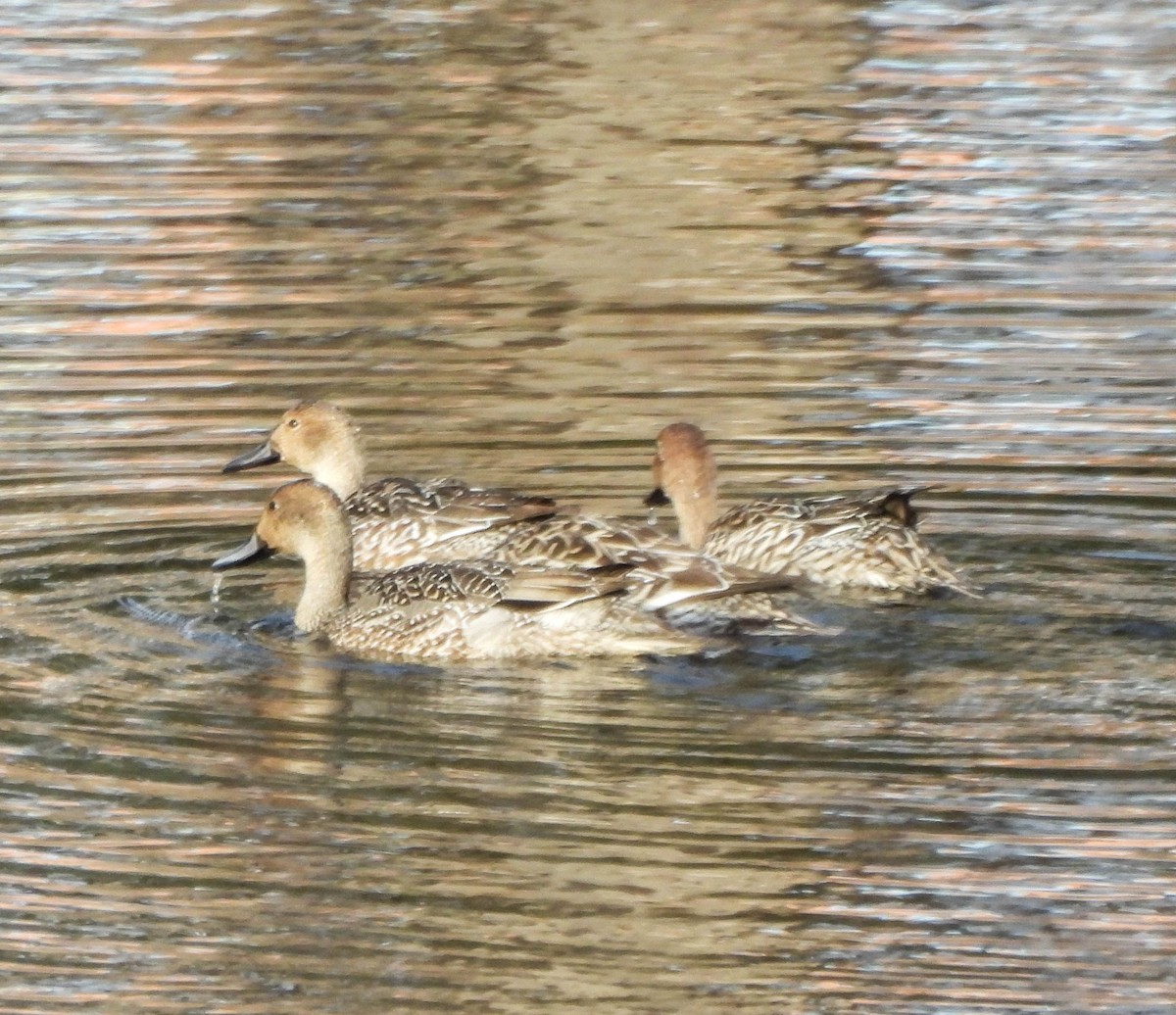 Northern Pintail - ML645673709
