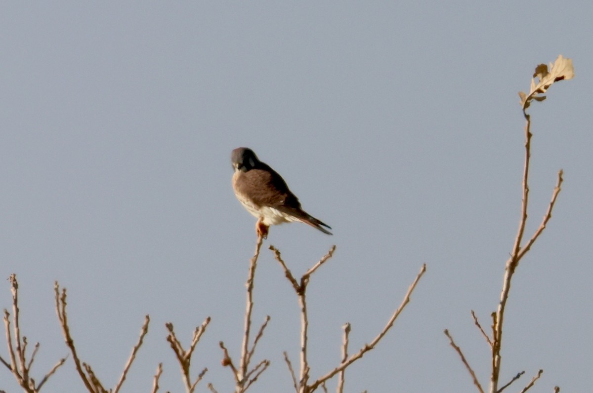 American Kestrel - ML645673714