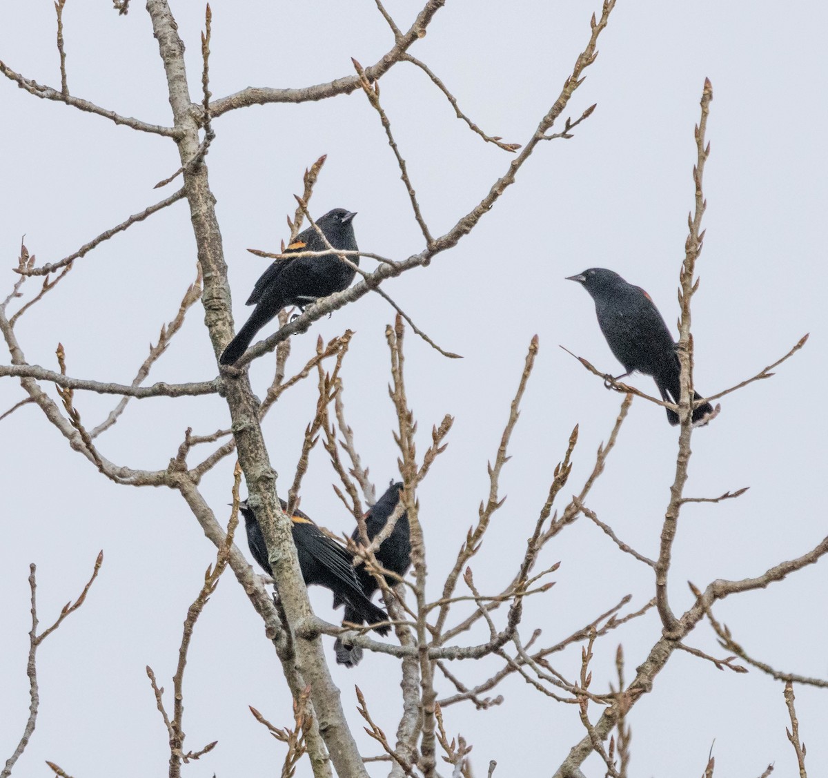 Red-winged Blackbird - ML645673717