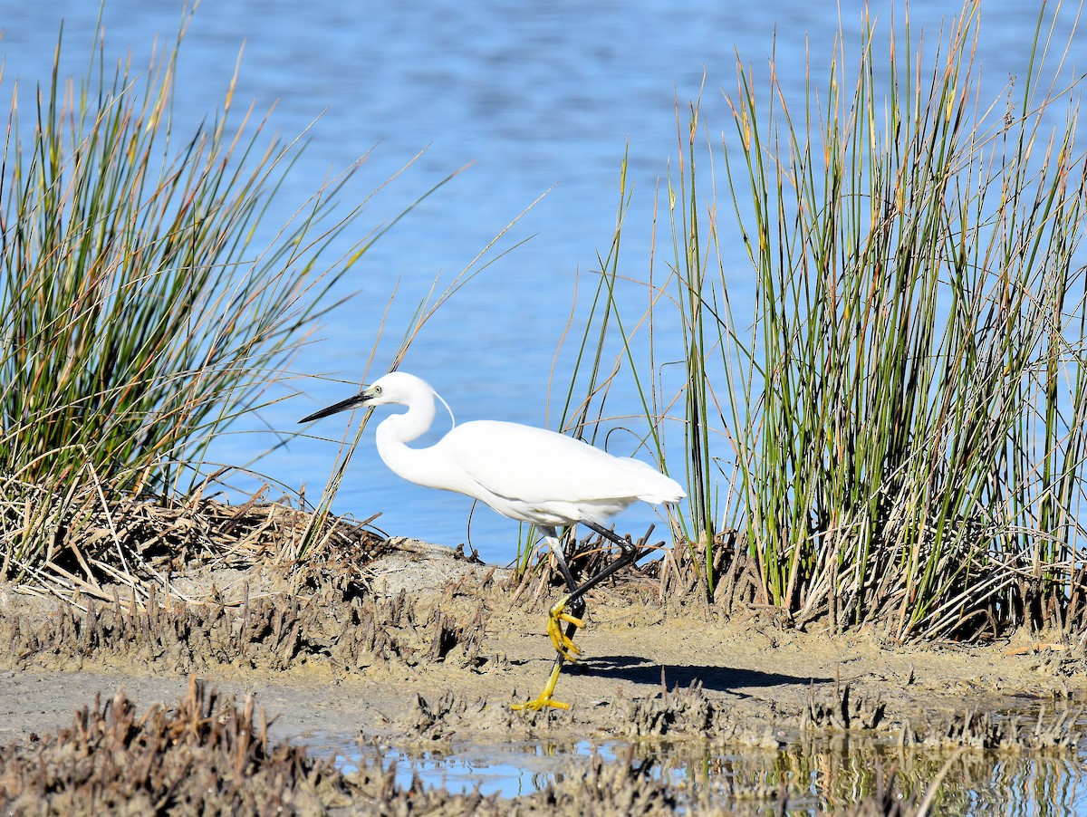 Aigrette garzette - ML645673719