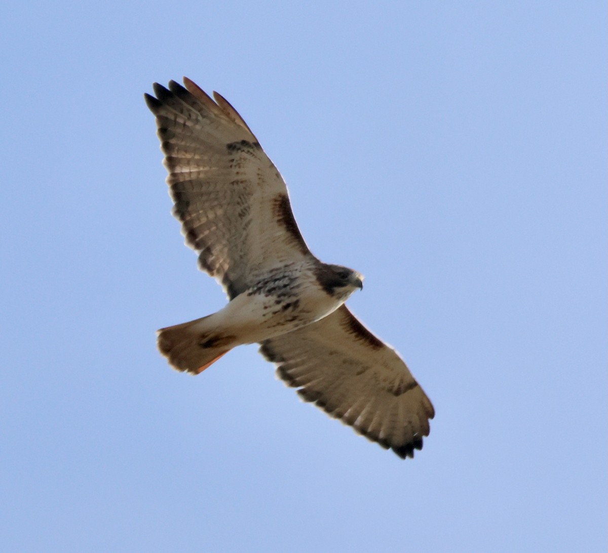 Red-tailed Hawk - ML645673721