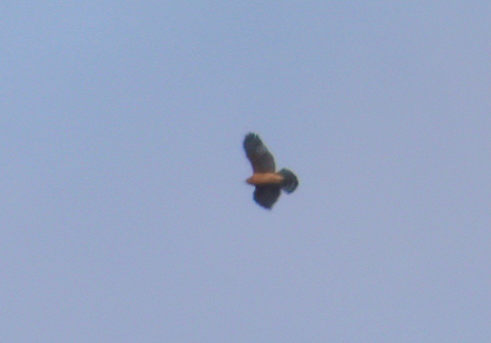 Red-shouldered Hawk - ML645673724