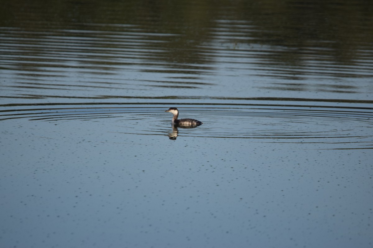Horned Grebe - ML645673726