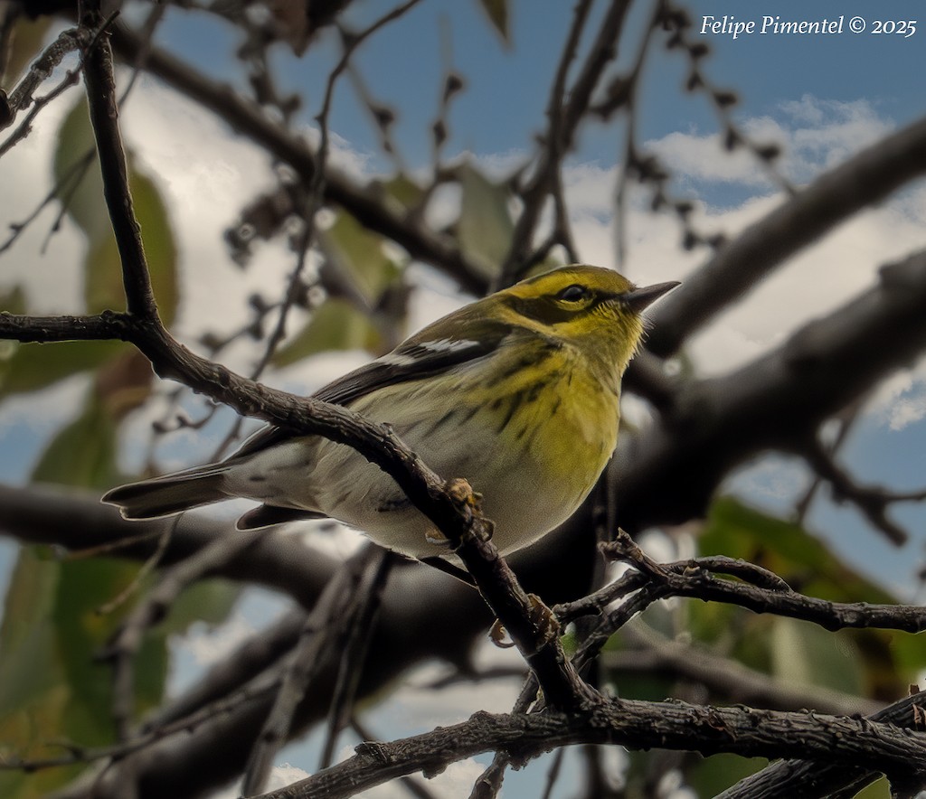 Townsend's Warbler - ML645673729