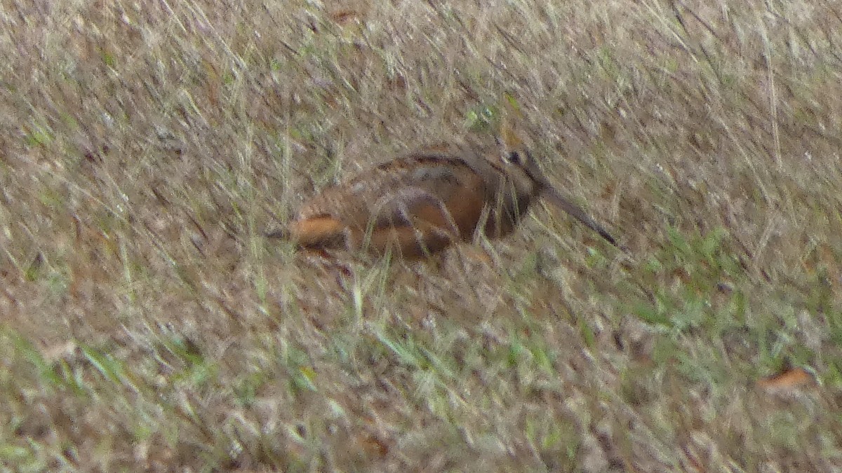American Woodcock - ML645673744
