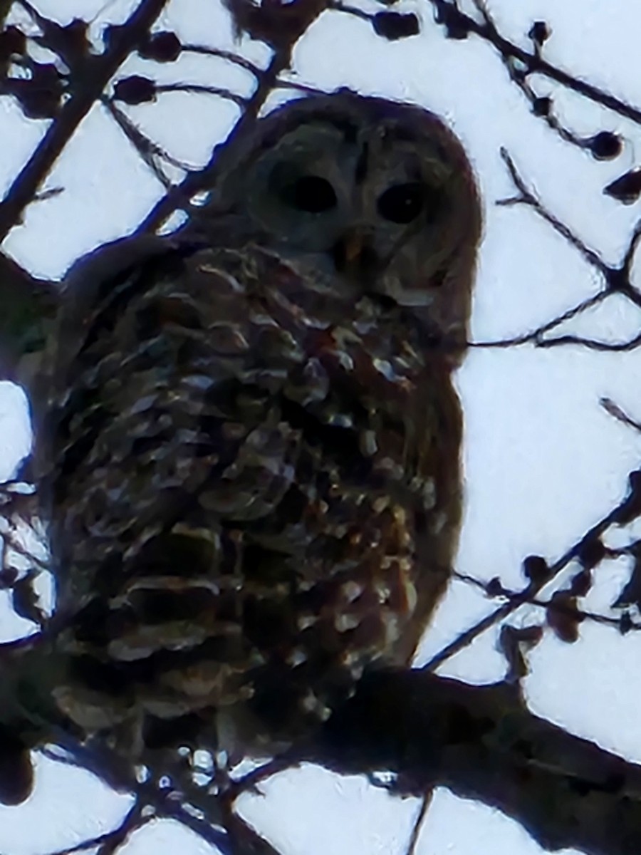 Barred Owl - ML645673767