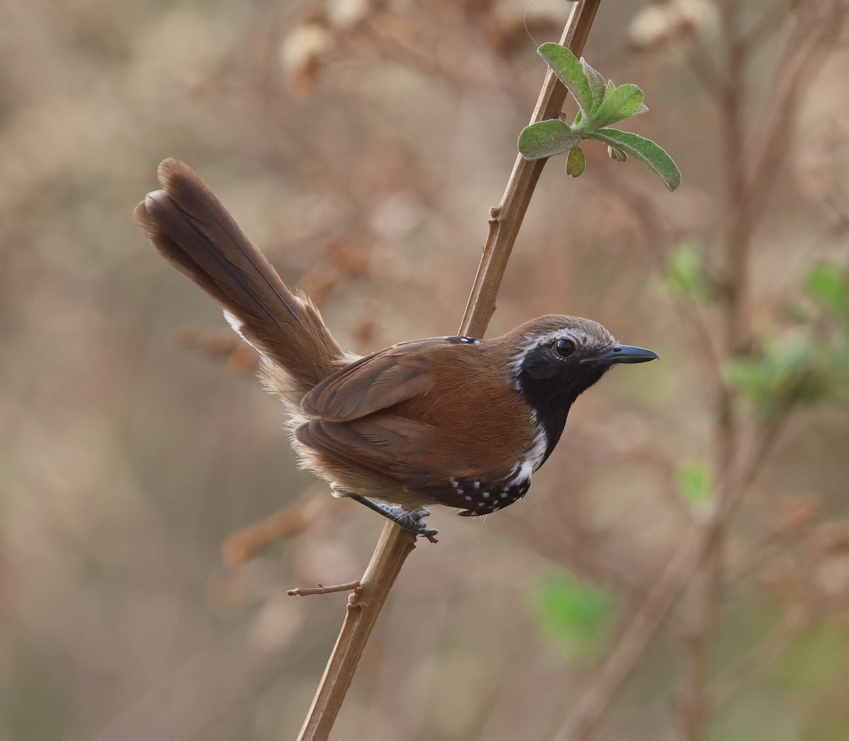 Ржавчатый муравьелов - ML645673770