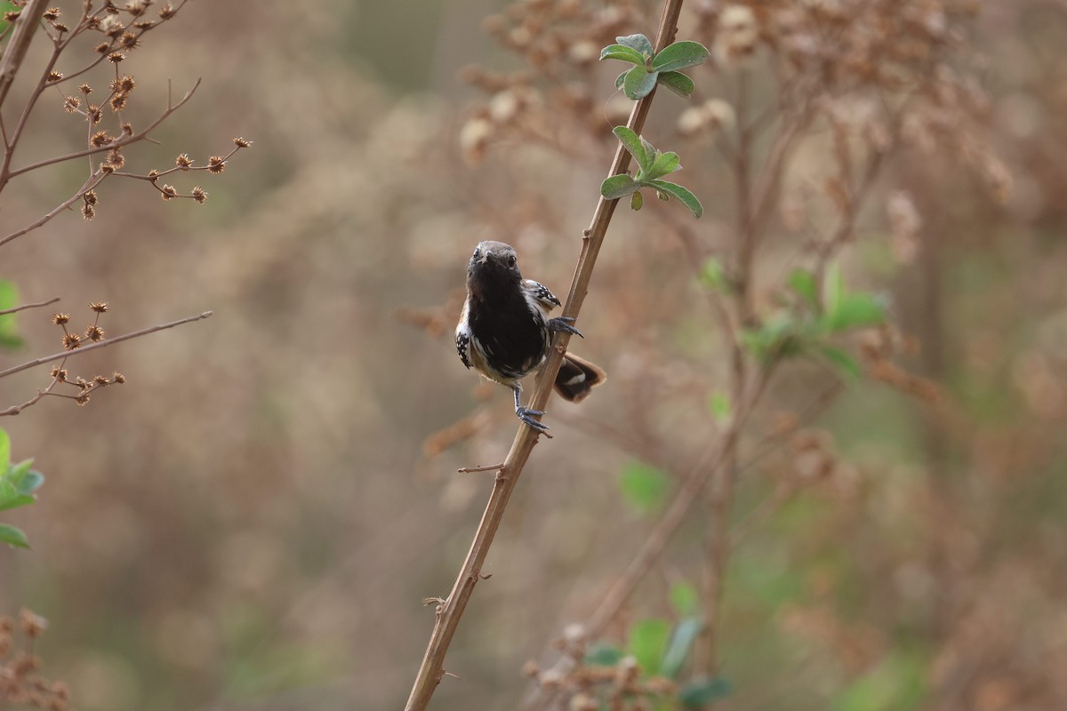 Ржавчатый муравьелов - ML645673771