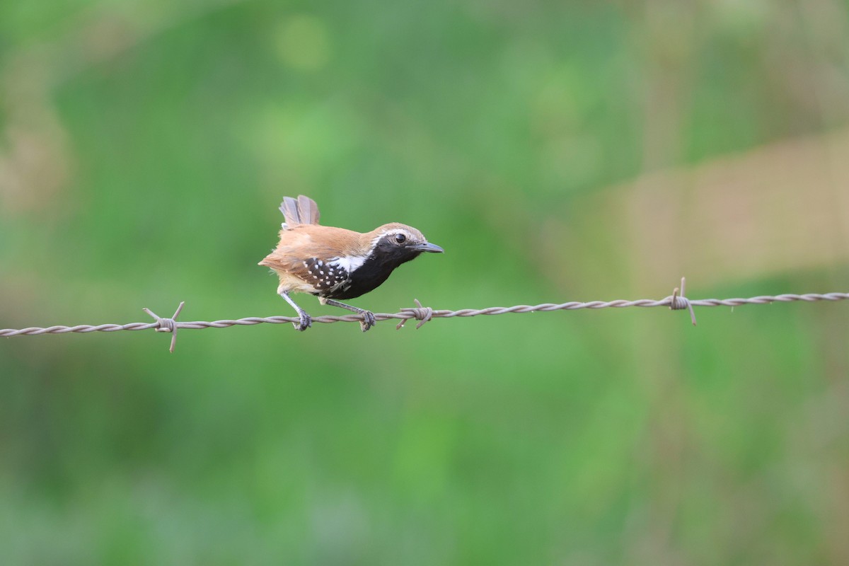 Ржавчатый муравьелов - ML645673772