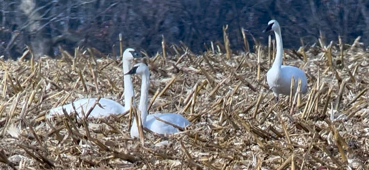 Trumpeter Swan - ML645673781