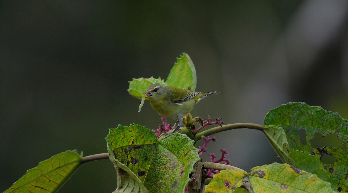 Червоїд світлобровий - ML645673782