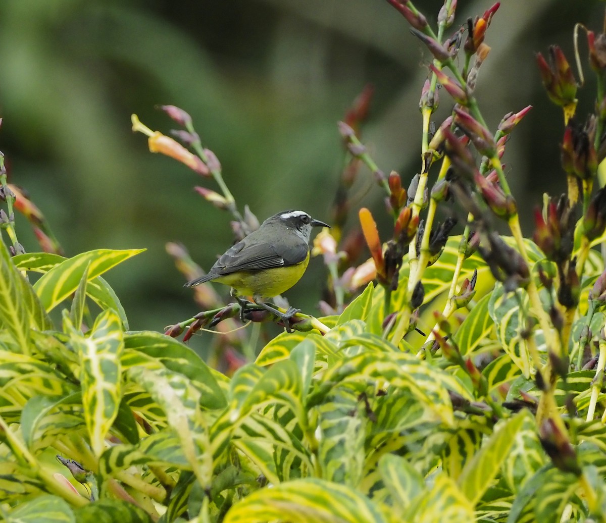 Sucrier à ventre jaune - ML645673787