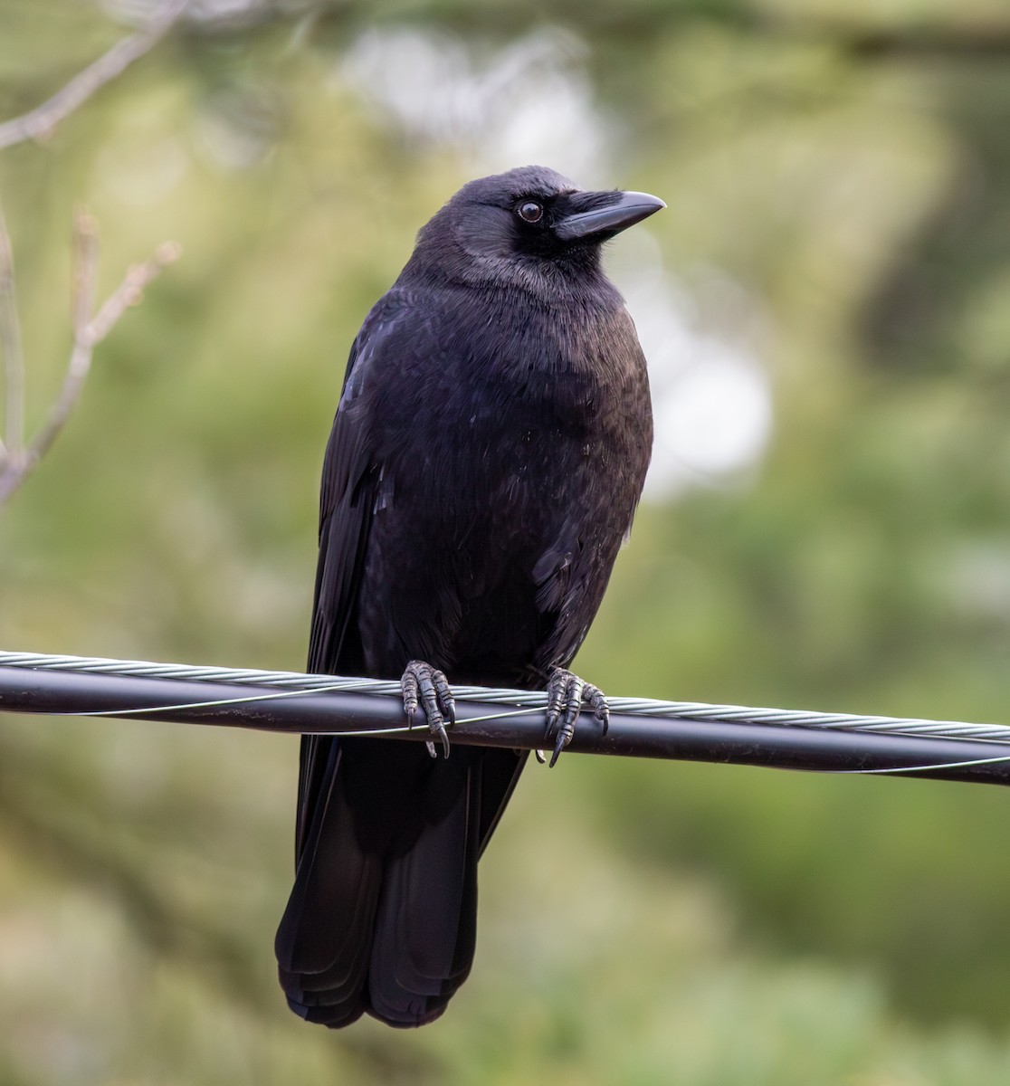 アメリカガラス - ML645673792