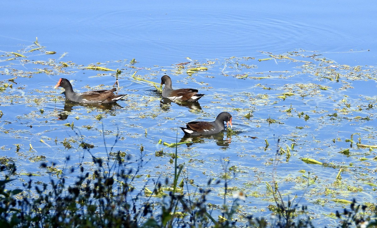 Gallinule d'Amérique - ML645673794