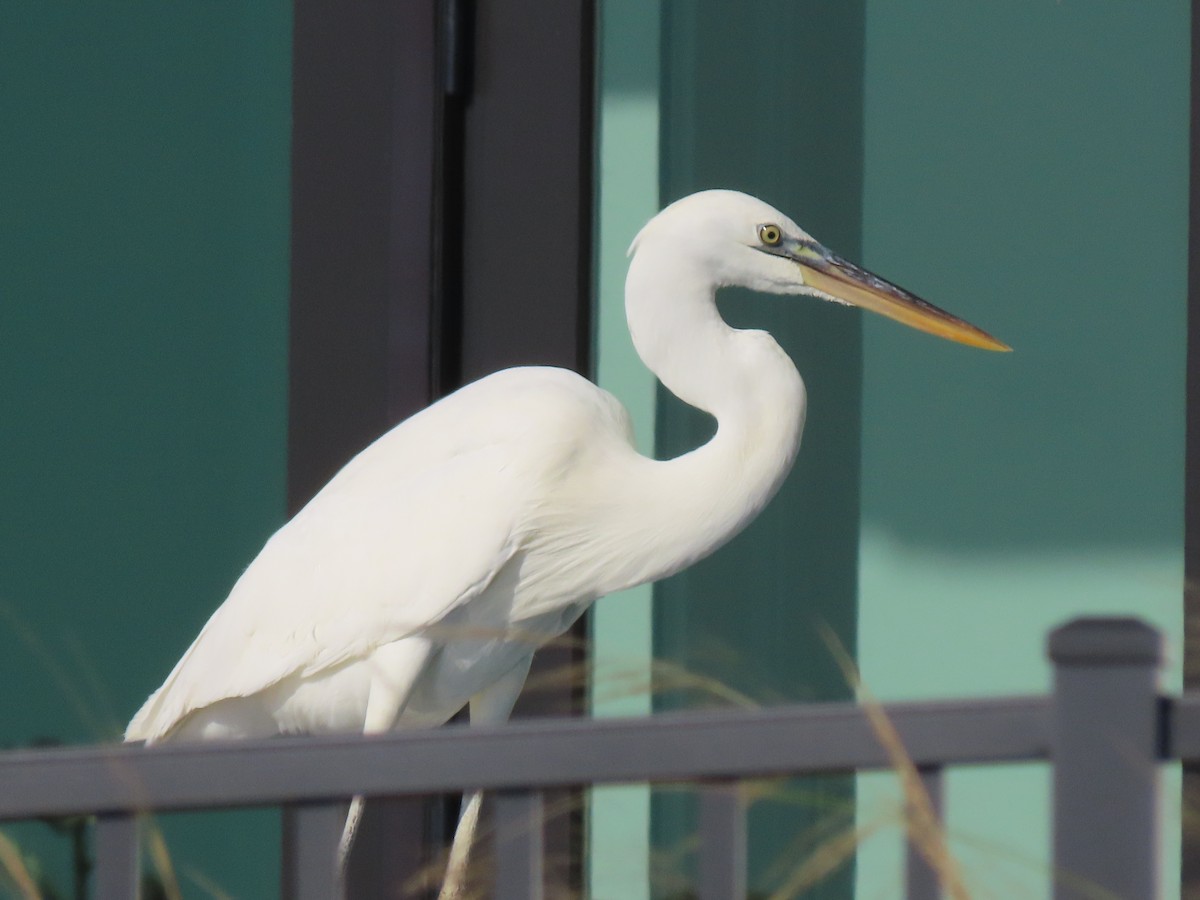 Great Egret - ML645673803