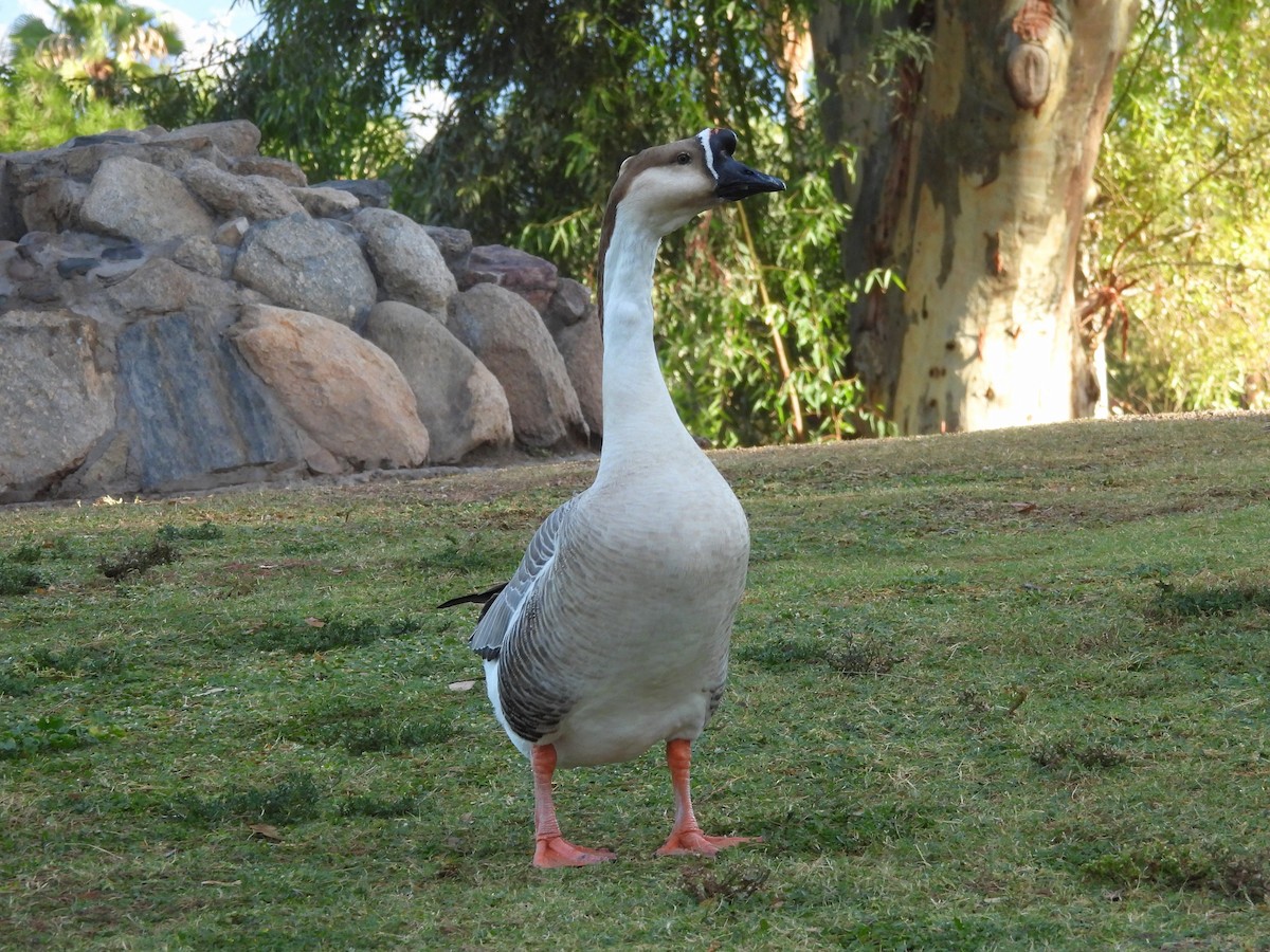 Ánsar Cisnal (variedad doméstica) - ML645673805