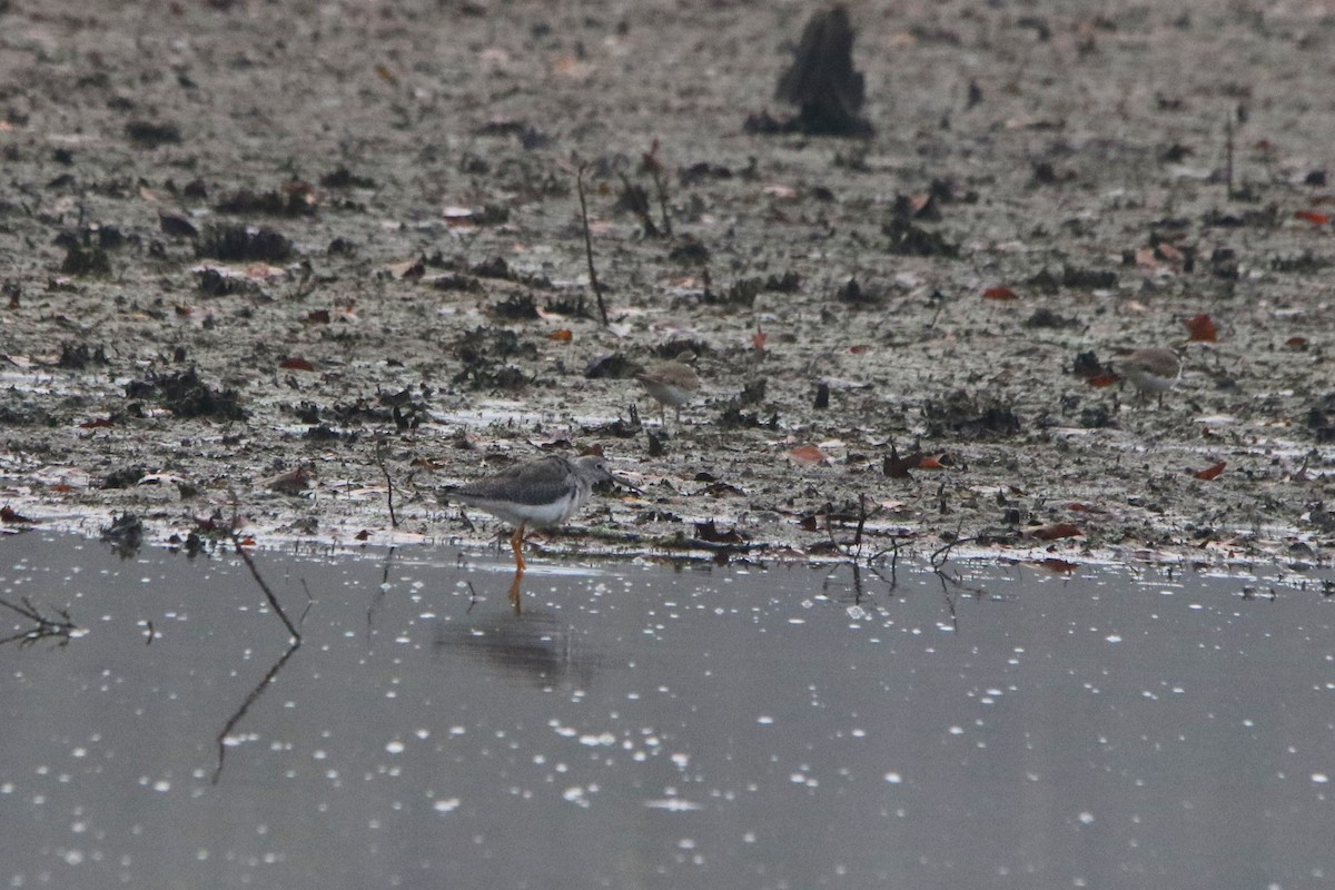 vodouš velký - ML645673806