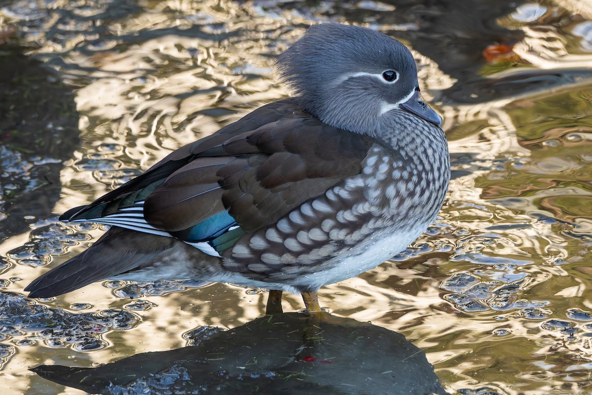 Mandarin Ördeği - ML645673813