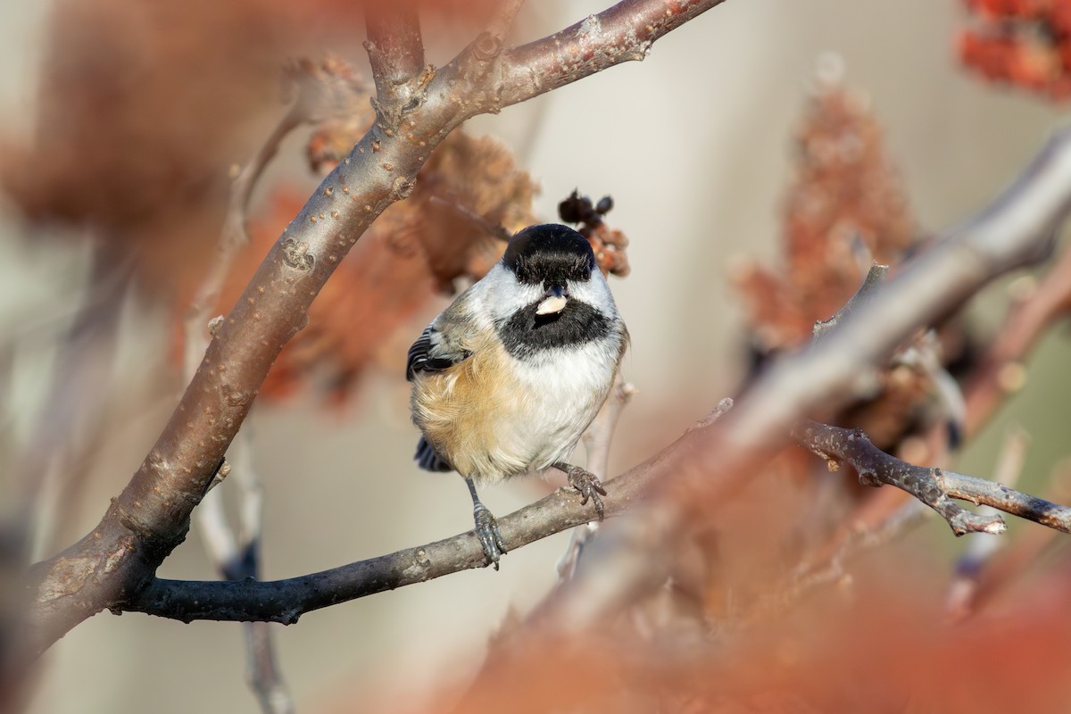 アメリカコガラ - ML645673816