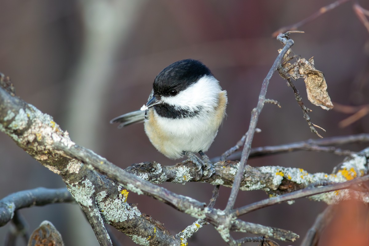 アメリカコガラ - ML645673817