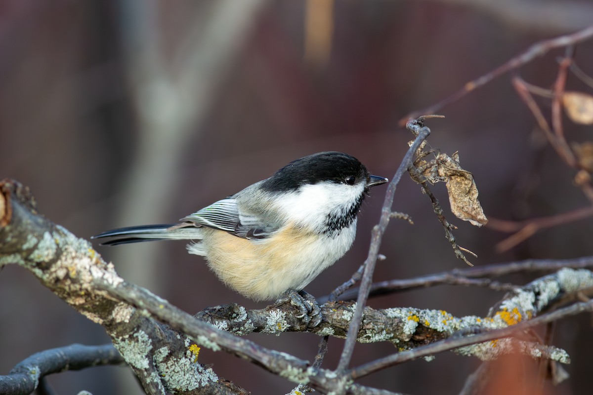 アメリカコガラ - ML645673818