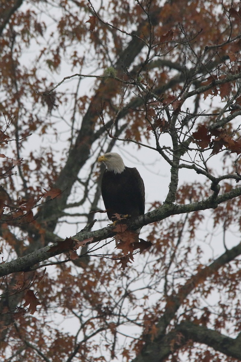 orel bělohlavý - ML645673820