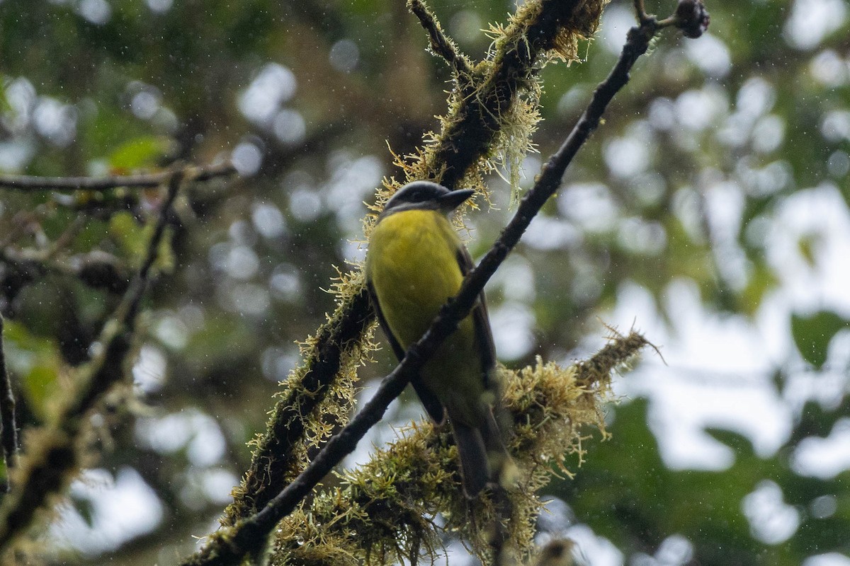 Golden-bellied Flycatcher - ML645673827
