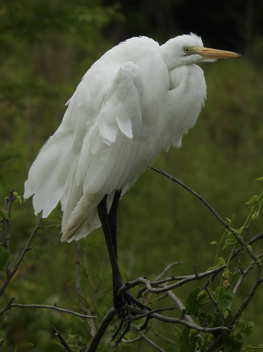 Great Egret - ML645673828