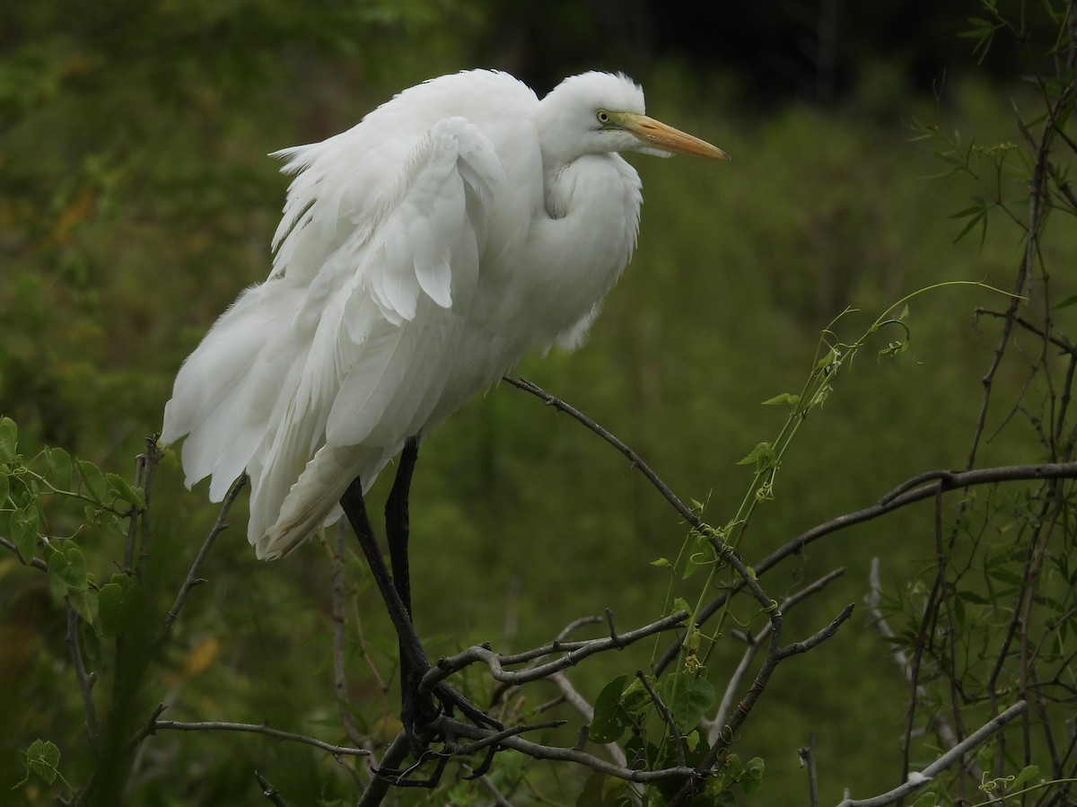Great Egret - ML645673829