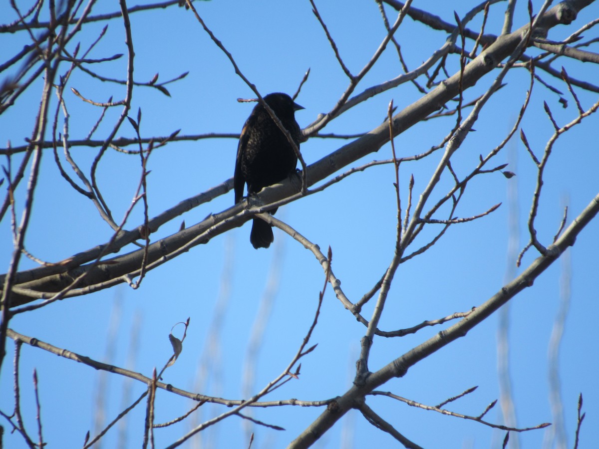 Red-winged Blackbird - ML645673834