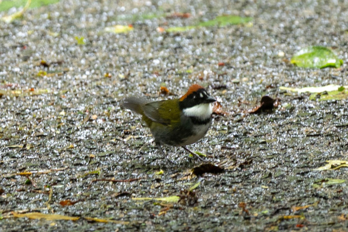 Chestnut-capped Brushfinch - ML645673847