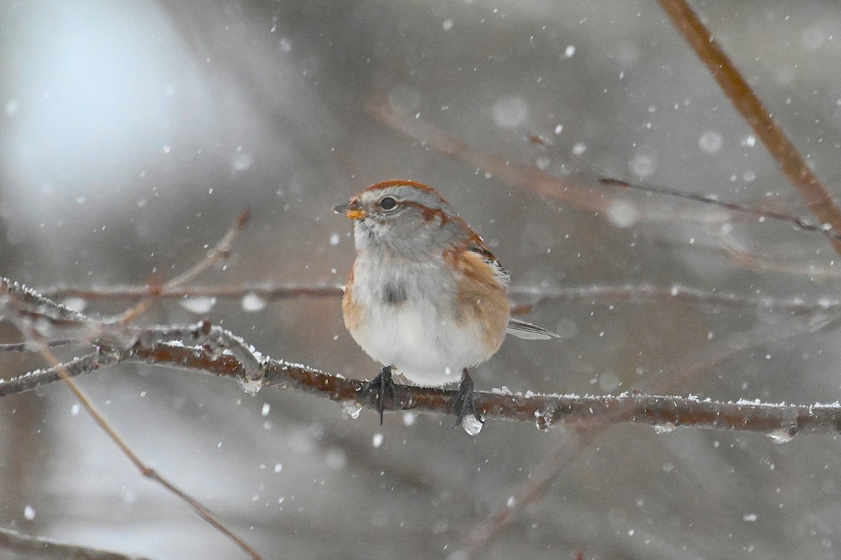 American Tree Sparrow - ML645673874