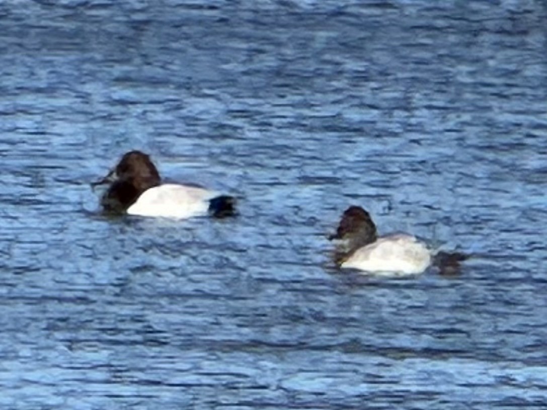 オオホシハジロ - ML645673894