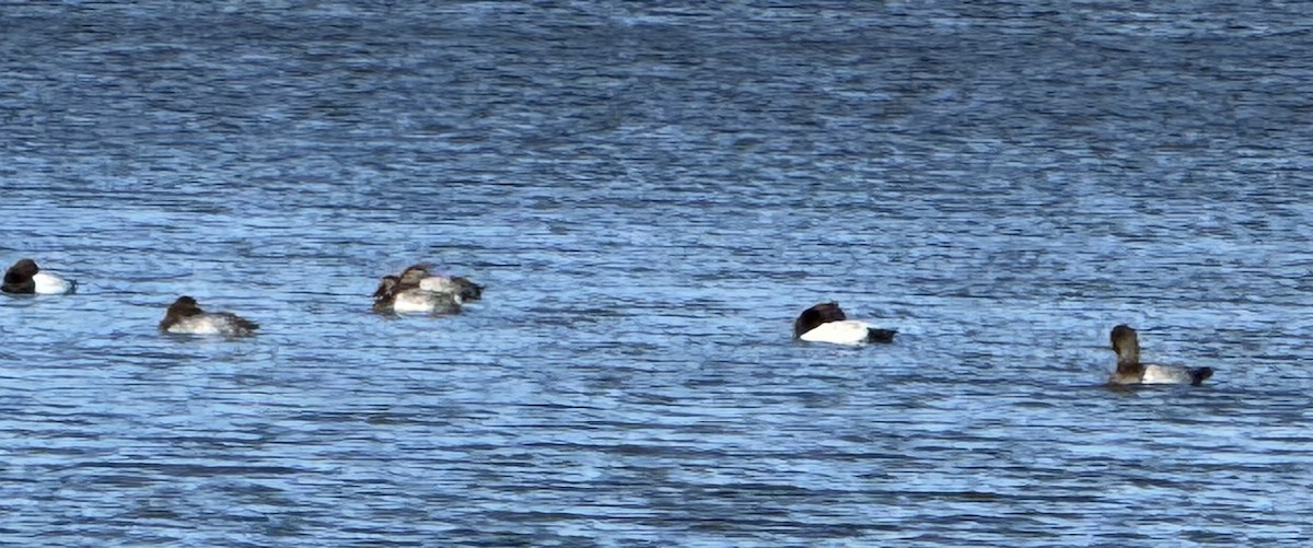 オオホシハジロ - ML645673895