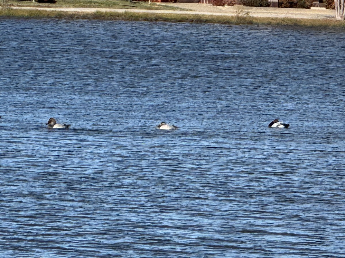 オオホシハジロ - ML645673896