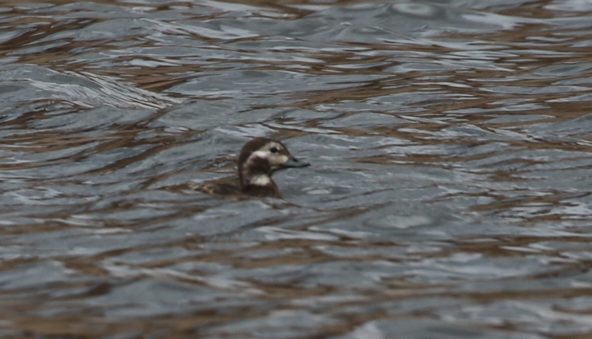 Long-tailed Duck - ML645673901