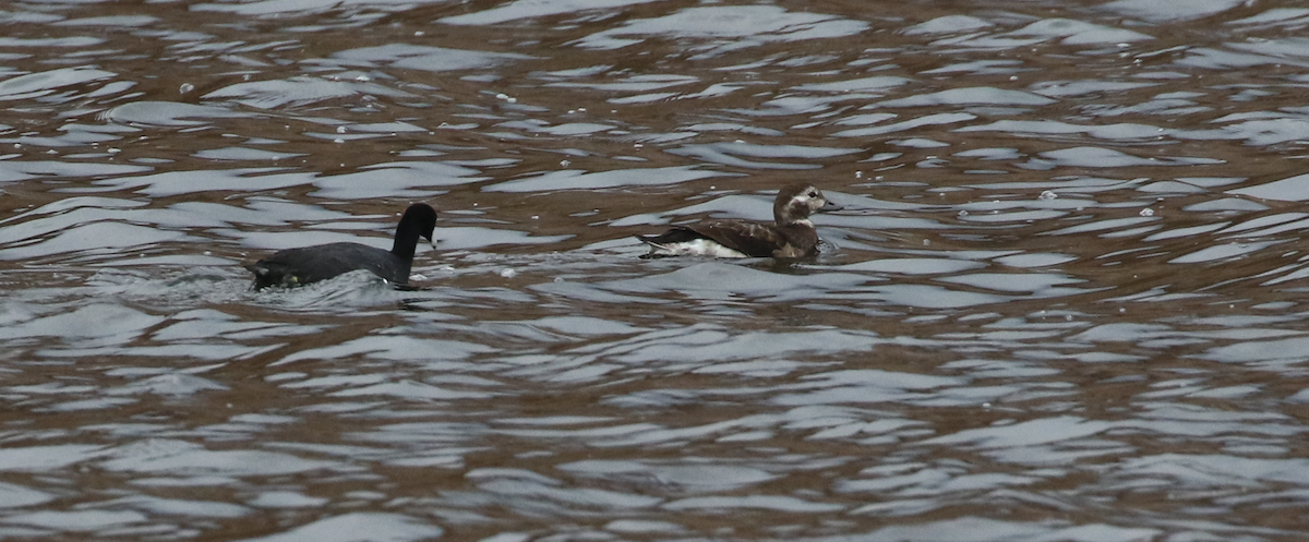 Long-tailed Duck - ML645673902
