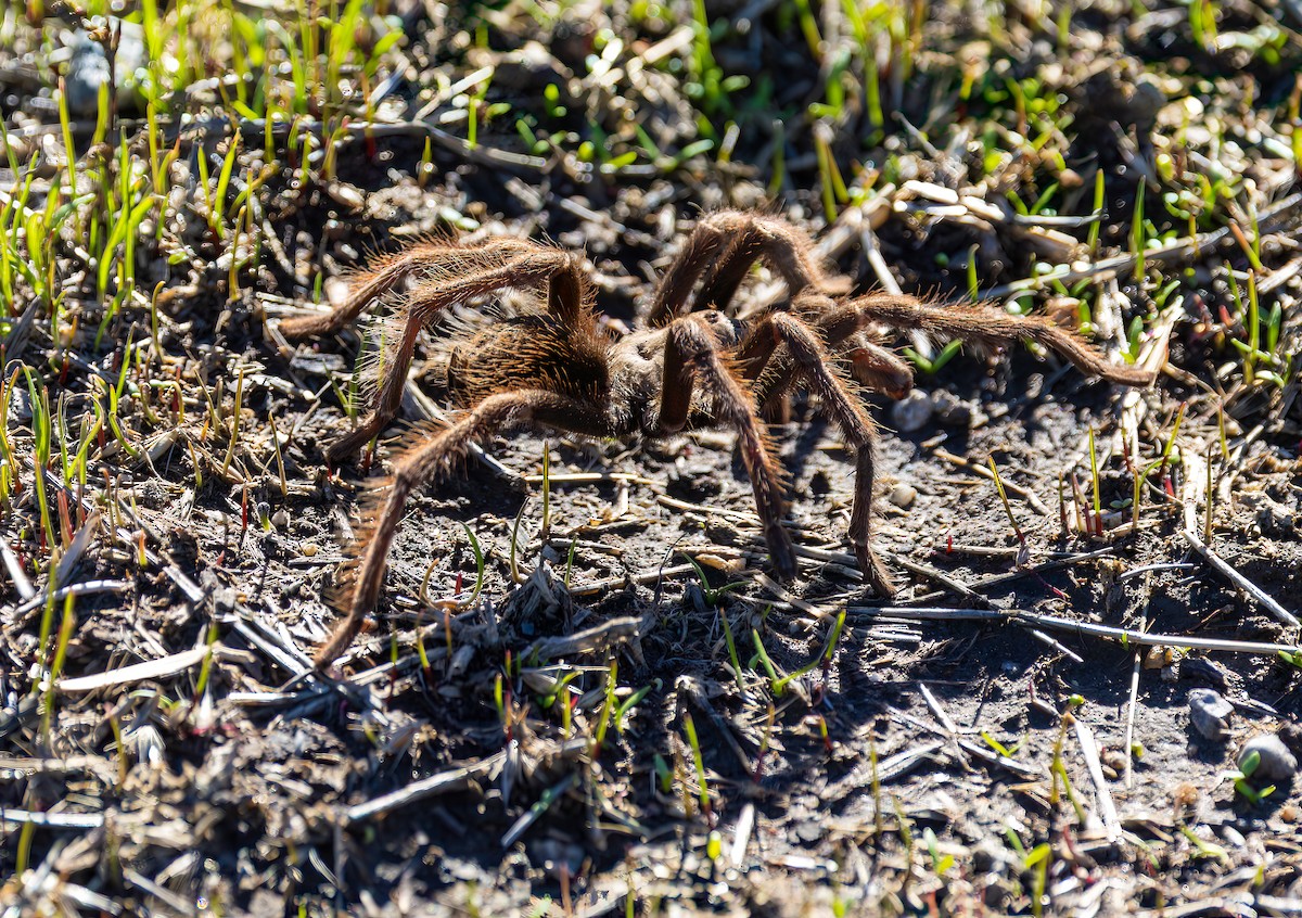 California Ebony Tarantula - ML645673903