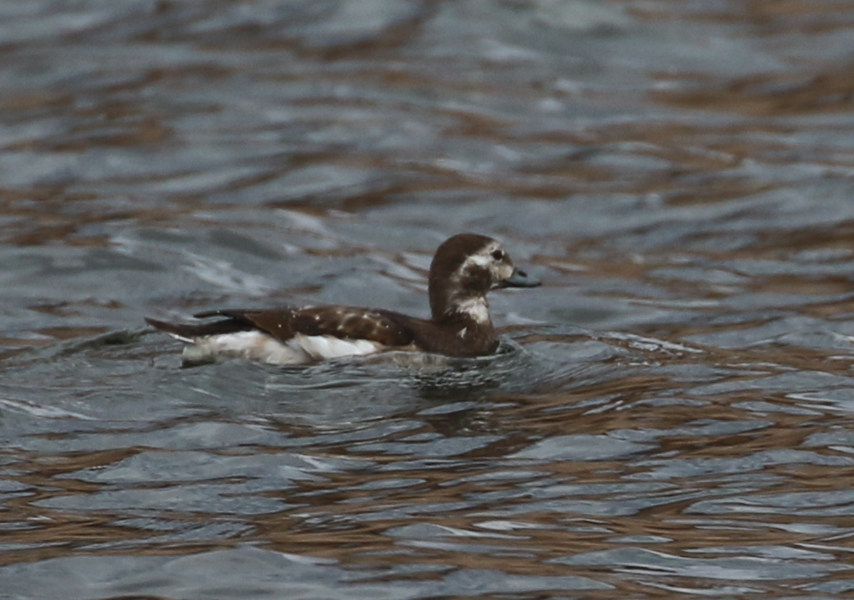 Long-tailed Duck - ML645673904
