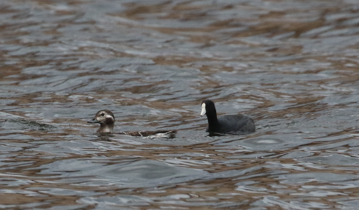 Long-tailed Duck - ML645673905
