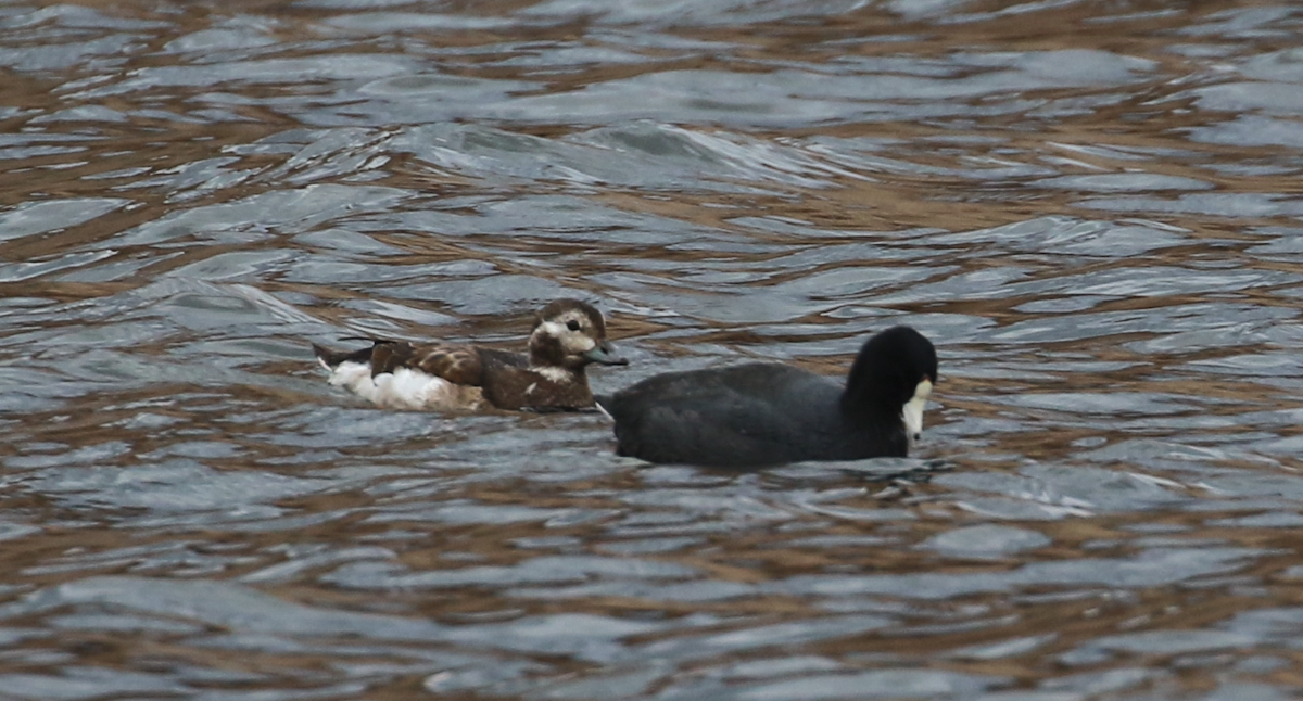 Long-tailed Duck - ML645673906