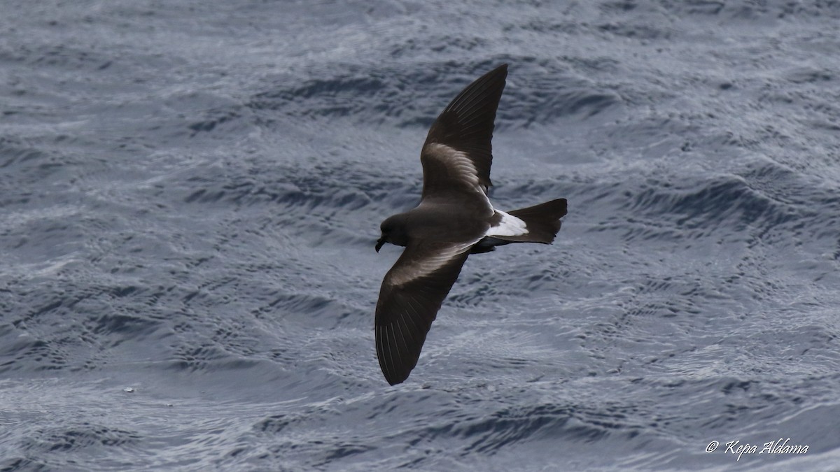 白腰叉尾海燕 - ML645673937