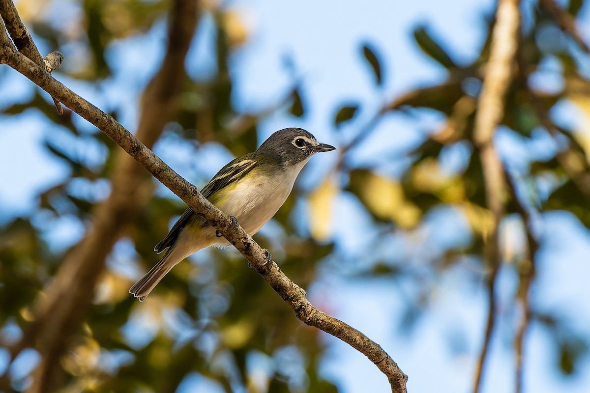 Blue-headed Vireo - ML645673938
