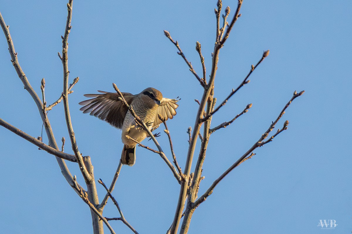 ťuhýk severní - ML645673940