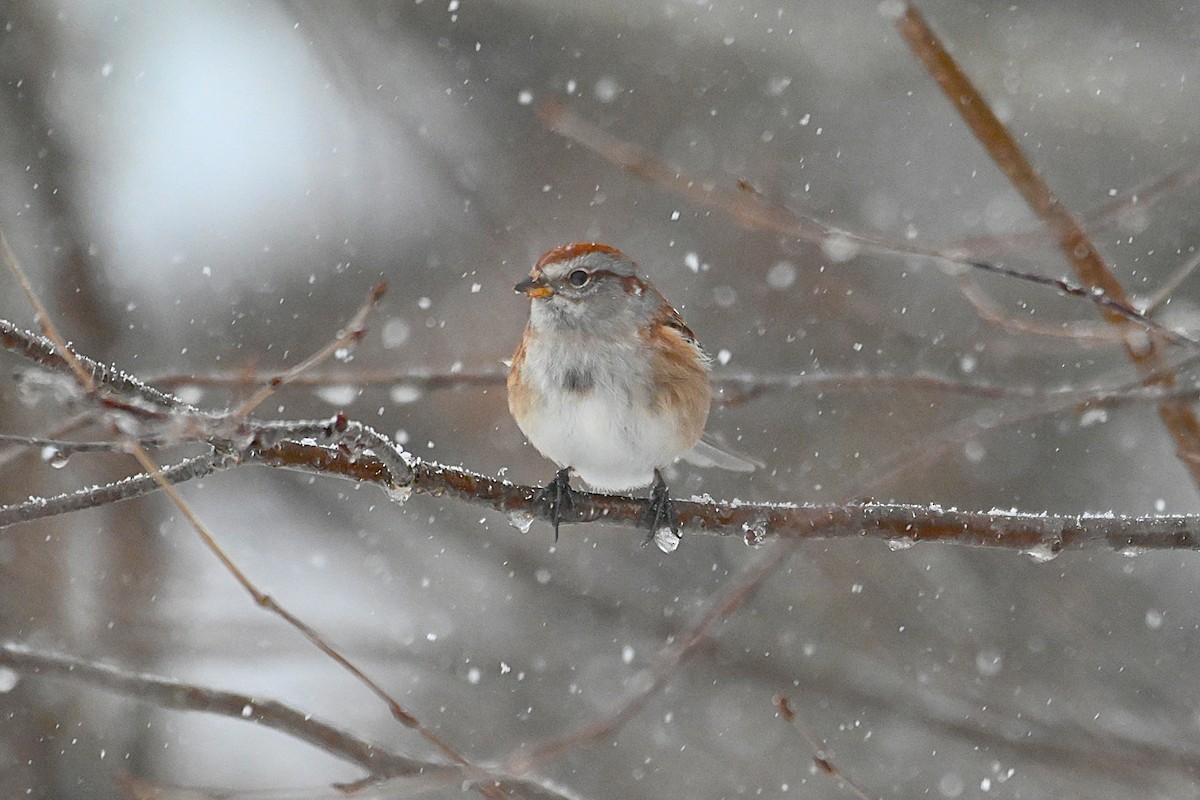 American Tree Sparrow - ML645673942