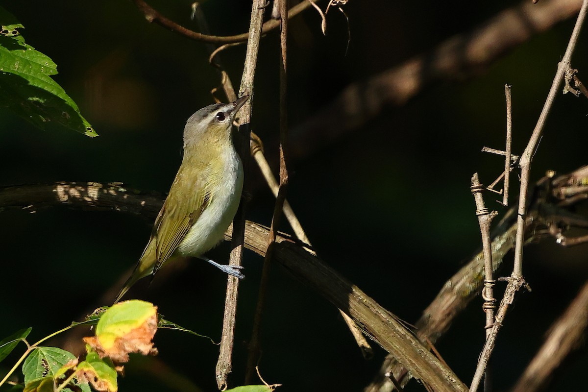 Красноглазый виреон - ML645673946