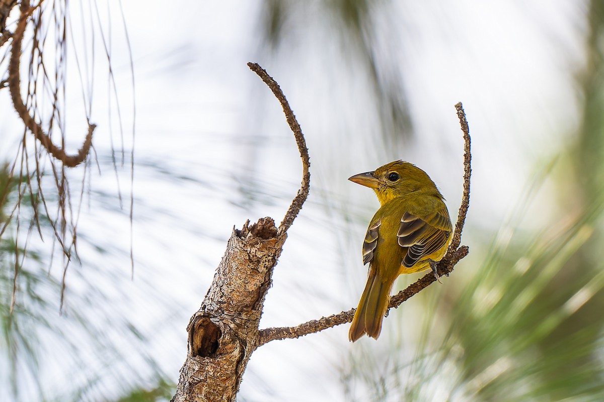 Summer Tanager - ML645673947