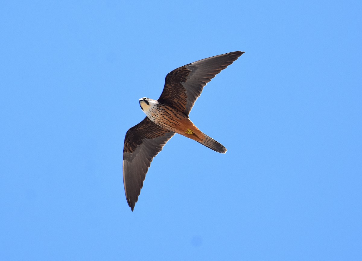 Eleonora's Falcon - ML645673948