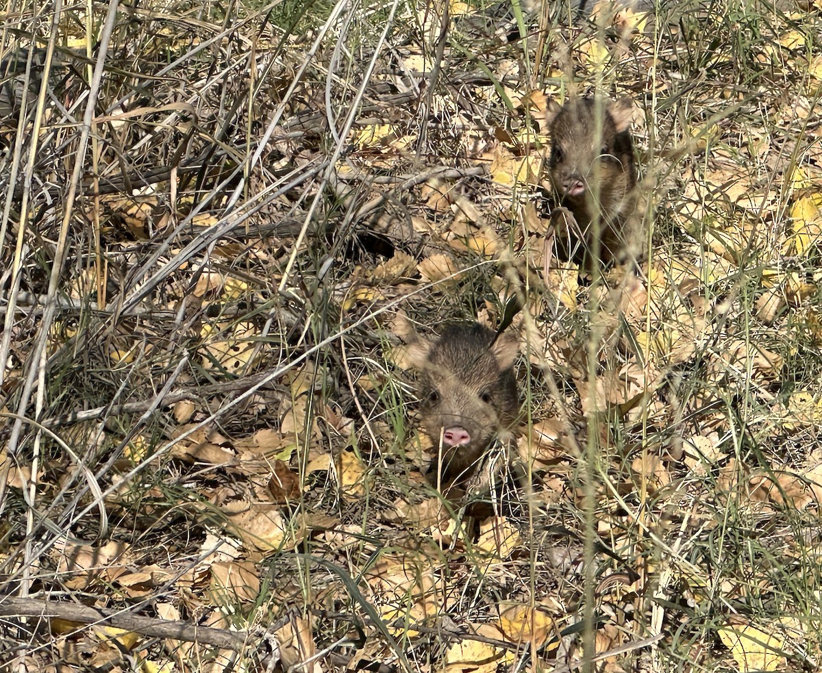 Animali - ML645673953