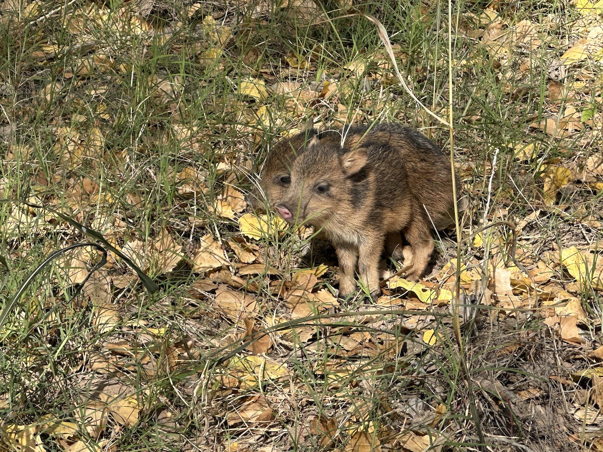 Animali - ML645673956